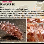 Cavernularia sp. - Veretillidae