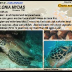 Chelonia mydas - Green turtle