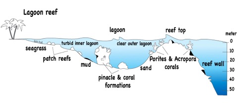Lagoon-reef