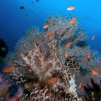 tulamben-reef