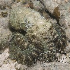 Algae octopus_mrg_abdopus aculeatus