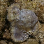 Algae octopus_abdopus aculeatus_1
