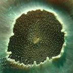 disc anemone_amplexidiscus fenestraf