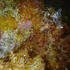 frogfish_anglerfish__antennarius coccineus