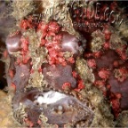 giant frogfish_anglerfish_antennarius commersoni