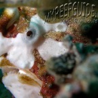 warty frogfish_anglerfish_antennarius maculatus