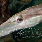 trumpetfish_aulostomus chinensis