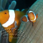 clownfish_amphiprion ocellaris
