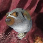 pufferfish_arothron nigropunctatus
