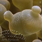 anemone tentacle_entacmaea quadricolor