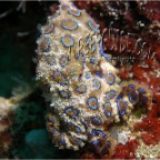 blueringed octopus_1_hapalochlaena lunulata