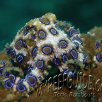 blueringed octopus_2_hapalochlaena lunulata