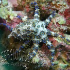 blueringed octopus_hapalochlaena lunulata