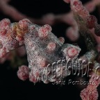 pygmy seahorse_2_hippocampus bargibanti