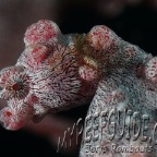 pygmy seahorse_3_hippocampus bargibanti