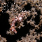 pygmy seahorse_2_hippocampus denise