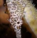 seahorse_hippocampus