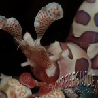 harlequin shrimp_hymenocera elegans