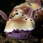 spotted nudibranch_hypselodoris tryoni