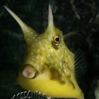 yellow boxfish_lactoria cornuta