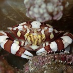 swimming crab_lissocarcinus laevis