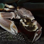 porcelain crab_1_neopetrolisthes maculatus
