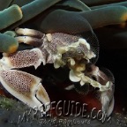 porcelain crab_neopetrolisthes maculatus