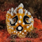 warty nudibranch_phyllidia ocellata