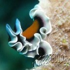 marine flatworm_pseudobiceros sp
