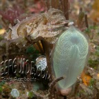 young cuttlefish_sepia latimanus