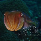 cuttlefish_sepia latimanus