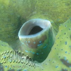 giant clam shell_tridacna gigas