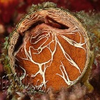 marine worm_serpulorbis grandis
