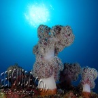 soft coral_dendronephthya mucronata