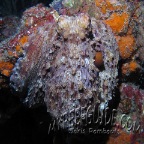 octopus cyanea_2