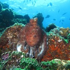 octopus cyanea_3