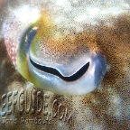 cuttlefish eye_sepia latimanus