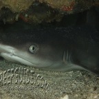 reef shark_1_trianodon-obesus