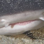 reef shark_triaenodon obesus