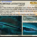 Malacanthus latovittatus - Blue blanquillo