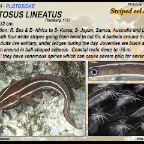 Plotosus lineatus - Striped-eel catfish