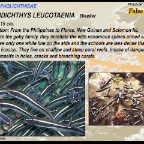 Pholidichthys leucotaenia - False catfish