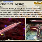 Diademichthys  lineatus - Urchin clingfish