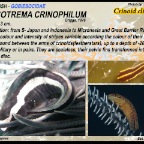 Discotrema crinophilum - Crinoid clingfish
