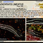 Lepadichthys lineatus - Doubleline clingfish