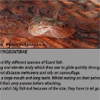 Lizardfish info
