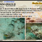  Saurida gracilis - Slender lizardfish