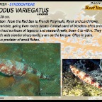 Synodus variegatus - Reef lizardfish