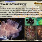 Antennarius commersoni - Giant anglerfish