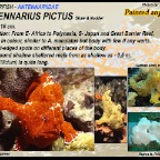 Antennarius pictus - Painted anglerfish